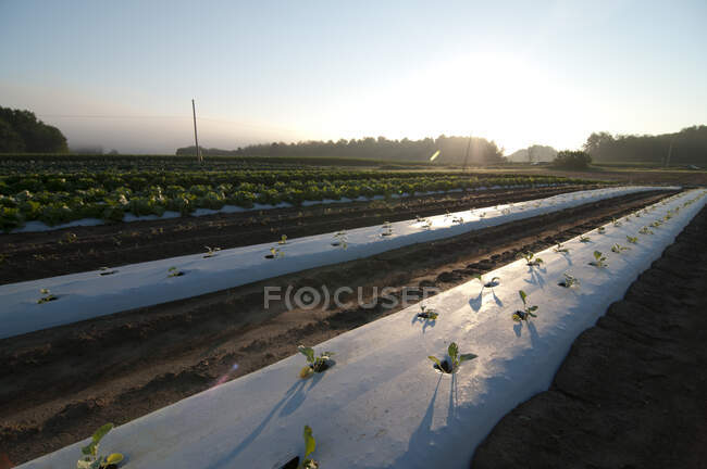 Culturas de produtos hortícolas recém-plantadas em fileiras cobertas de plástico — Fotografia de Stock