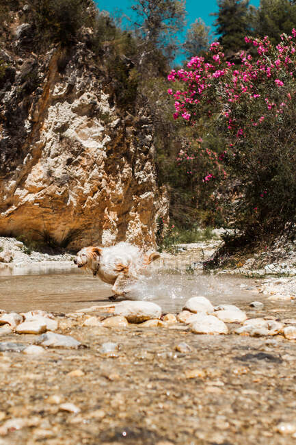 Hund läuft im Sommer durch Wasser in Fluss — Stockfoto