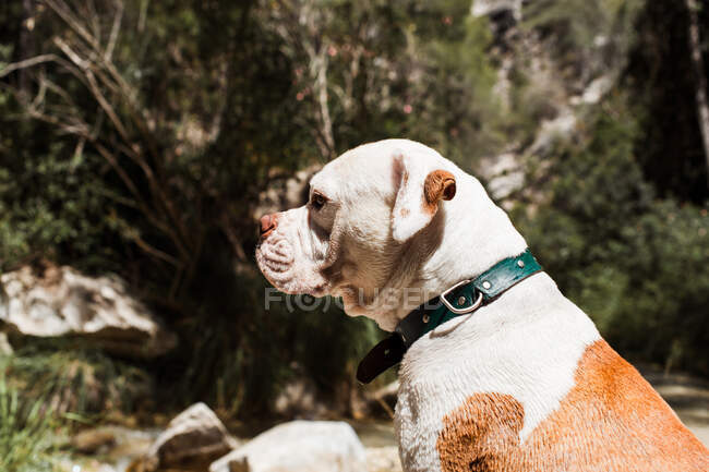 American Bulldog sitting by river, profile shot — Stock Photo