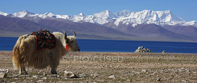 Yak blanco frente al lago Namtso en el Tíbet - foto de stock