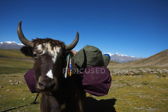 Тибетский як перевозит багаж во время похода в Тибет — стоковое фото