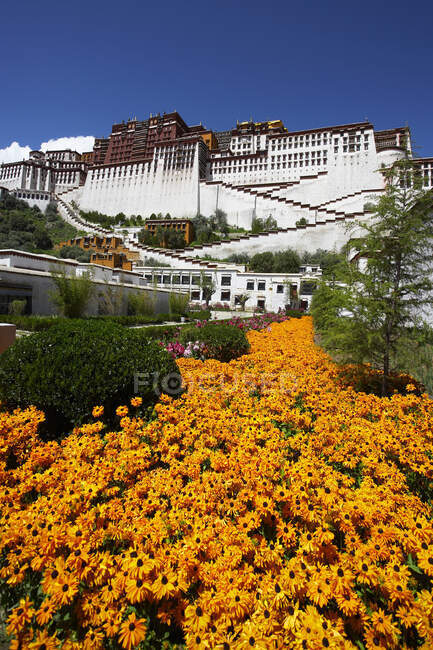 Flores amarillas de primavera en el palacio de Potala en Lhasa - foto de stock