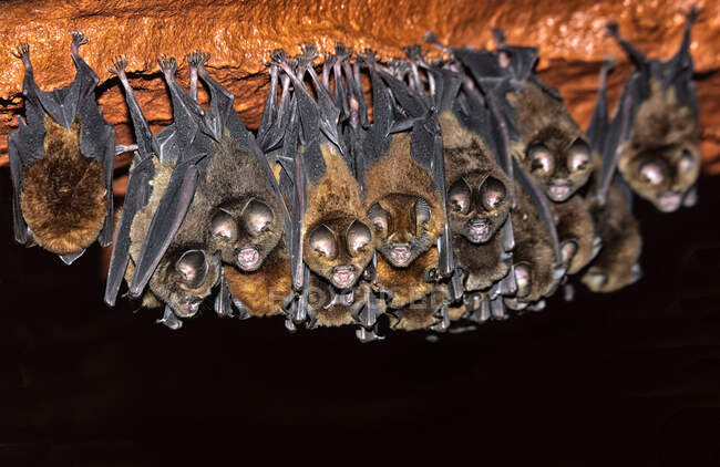 Morcegos Sundevall (Hipposideros caffer) em voo na floresta empoleirada caverna. Hokou Bai, Parque Nacional Dzanga-Ndoki, República Centro-Africana — Fotografia de Stock