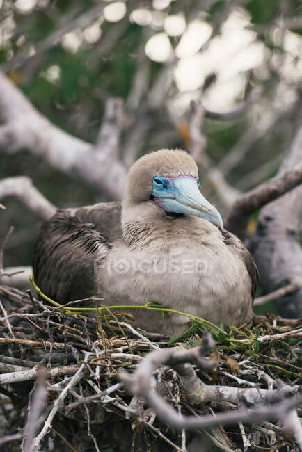 Eine Mutter mit rotem Fuß sitzt auf einem Eiernest auf Galapagos — Stockfoto