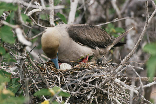 A red-footed booby parent checks on egg in nest in the Galapagos — Stock Photo