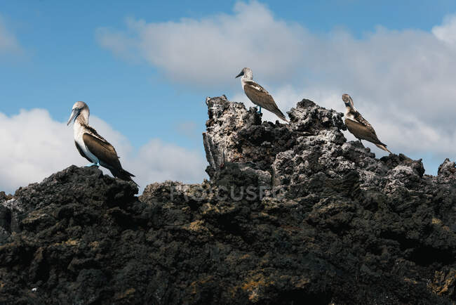 Um grupo de pés azuis booby sentar-se em cima de rochas de lava nas Galápagos — Fotografia de Stock