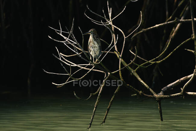 Un héron strié perche dans les branches de mangrove des Galapagos — Photo de stock