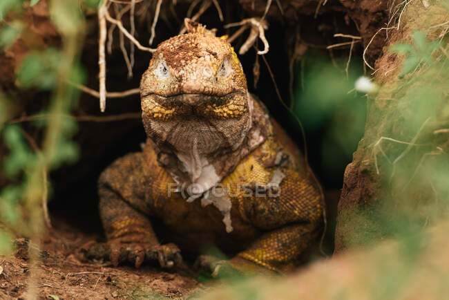 Close up de uma iguana no zoológico no fundo da natureza — Fotografia de Stock
