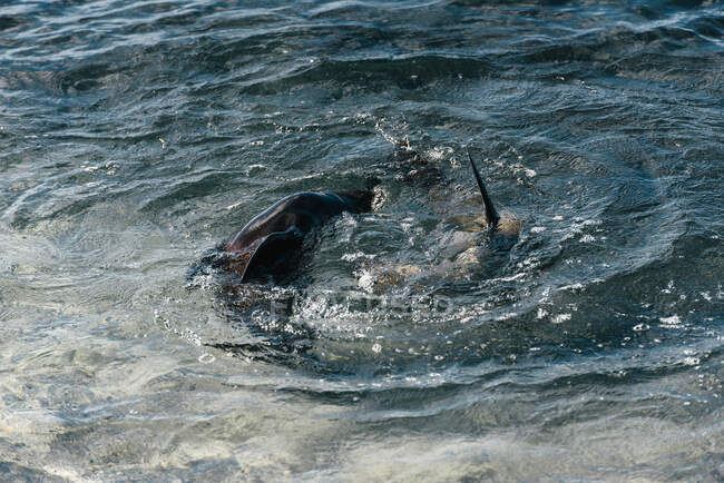 Une paire de Galapagos Sea lion cercle et jouer dans l'eau de l'océan — Photo de stock
