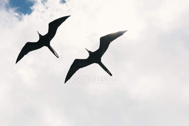 Un par de frigatebird se elevan en las nubes de Galápagos - foto de stock