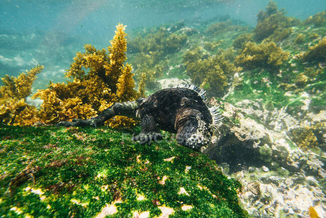 Galapagos iguana marina che si nutre di un letto di alghe marine sott'acqua — Foto stock