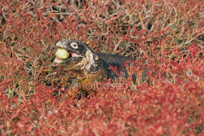Galapagos-Landleguan isst einen Kaktus, der von roten Sukkulenten umgeben ist — Stockfoto