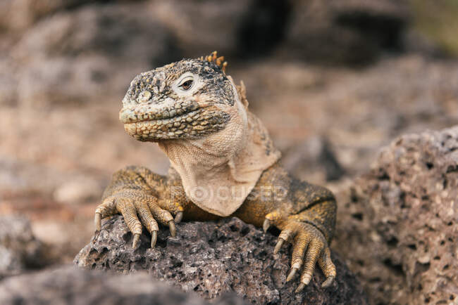 Iguana en la arena sobre fondo natural - foto de stock