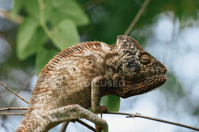 Close-up of chameleon lizard on nature background — Stock Photo
