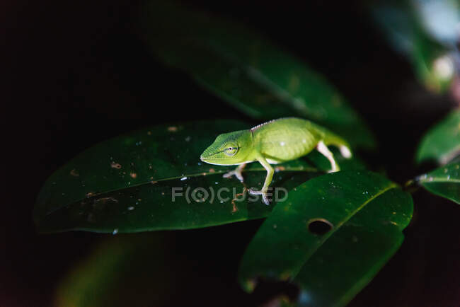Rana su foglia su sfondo naturale — Foto stock