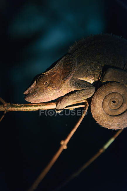 Nahaufnahme einer Chamäleon-Eidechse auf Naturhintergrund — Stockfoto