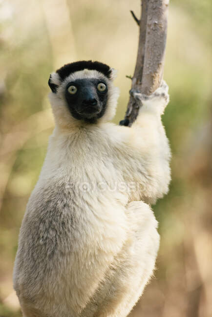 Eine Nahaufnahme eines niedlichen schwarz-weißen Schwanz-Lemurs — Stockfoto