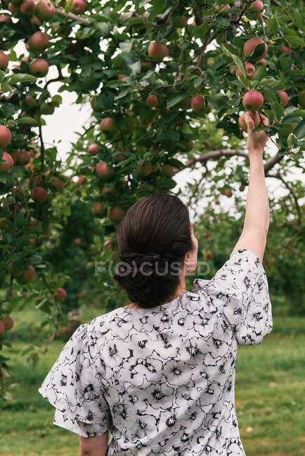 Frau von hinten in floralem Outfit greift nach Äpfeln im Baum auf Bauernhof — Stockfoto