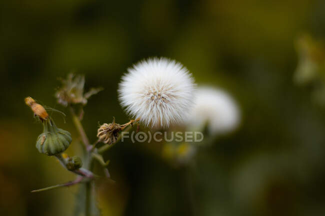 Belas flores de dentes-de-leão brancos em um fundo verde — Fotografia de Stock