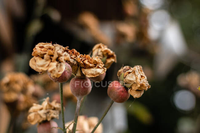 Sterbende Rosen warten auf ihre Wiedergeburt — Stockfoto