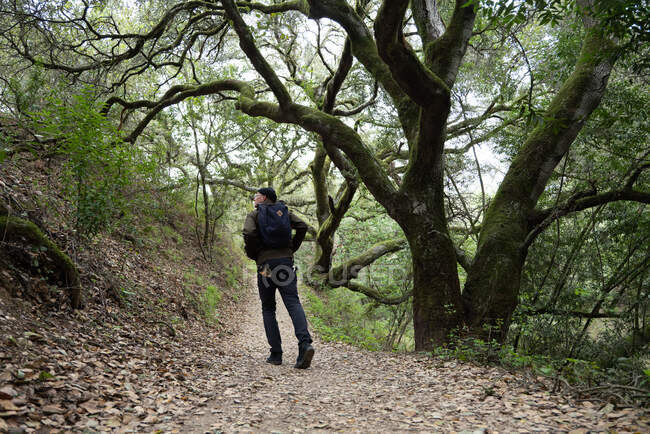 Hiker walking away from camera on tree covered trail in California — Stock Photo