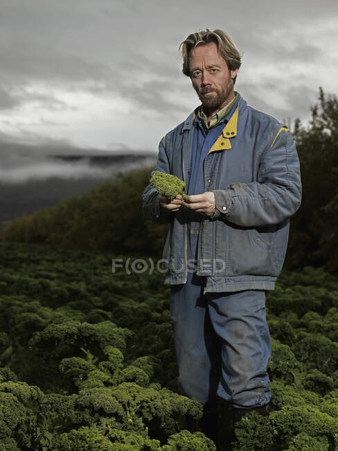 Agricultor en Islandia recogiendo col rizada - foto de stock