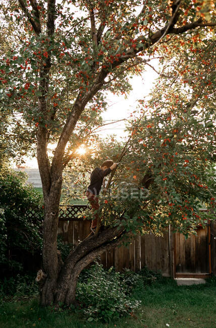 Young boy climbing cherry tree in backyard in the summer — Stock Photo