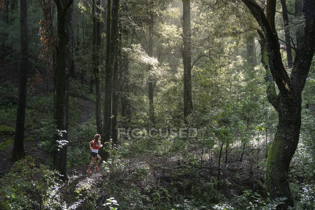 Uma mulher correndo em uma trilha em uma floresta densa com árvores altas — Fotografia de Stock