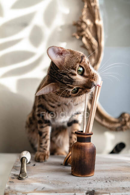 Wooden aroma diffuser with chopsticks a bengal cat is trying to eat against the background of the mirror — Stock Photo