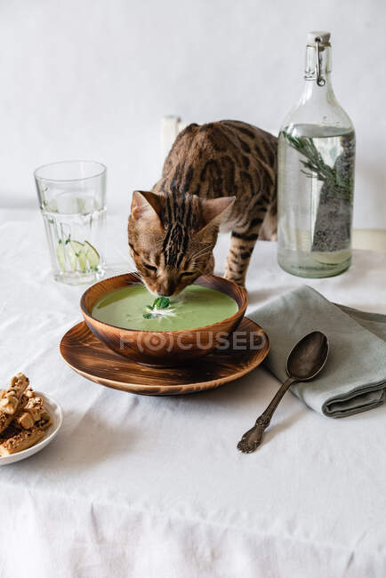 Суп с зеленым горохом и крекерами в деревянной тарелке на белом столе, на котором стоит бенгальский кот, нюхающий суп — стоковое фото