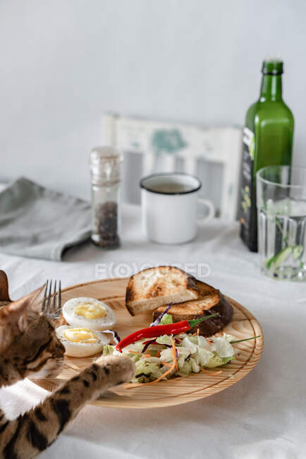 Cut boiled egg and croutons with salad on a wooden plate, which a Bengal cat trying to steal — Stock Photo