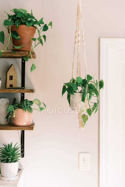 Pflanzen in einem Makramapflanzen-Kleiderbügel. — Stockfoto
