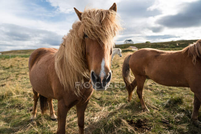Cavalli in montagna — Foto stock