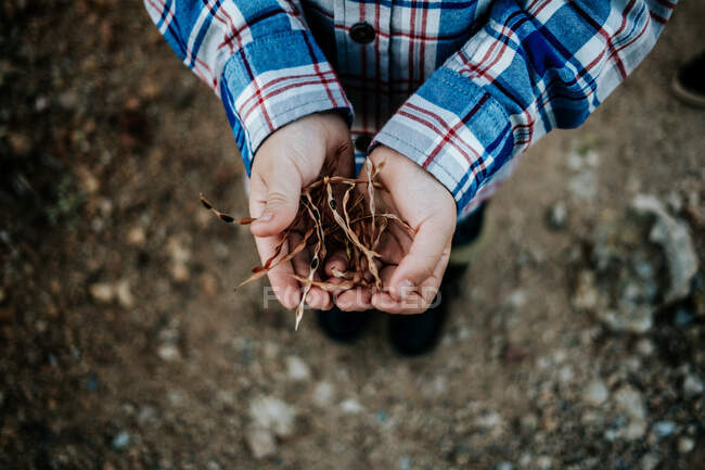 Vue de dessus de la tête de l'enfant tenant des gousses de haricot séchées dans ses mains — Photo de stock