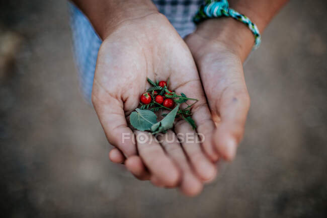 Älteres Kind hält Beeren und Blätter in den Händen — Stockfoto