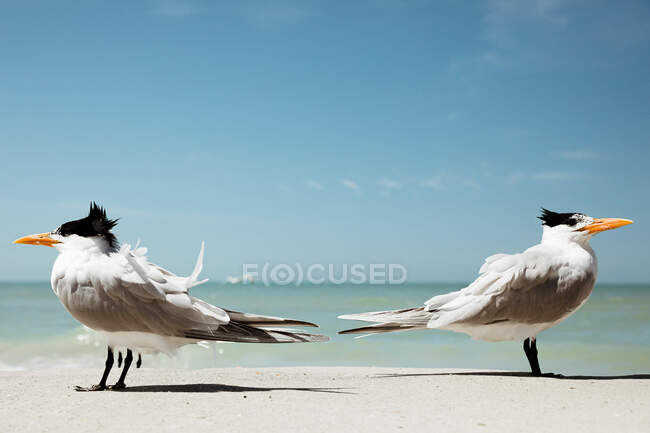 Zwei königliche Seeschwalben stehen sich an einem windigen Strand in Florida gegenüber — Stockfoto