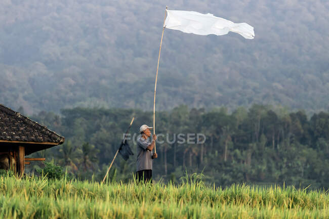 Человек на рисовых полях, Бали, Индонезия — стоковое фото