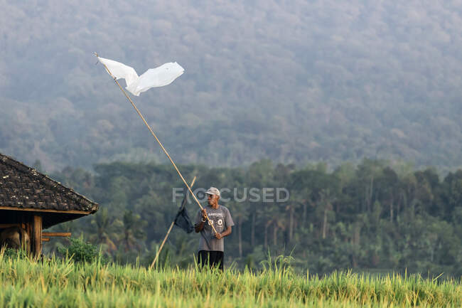 Hombre en campos de arroz, Bali, Indonesia - foto de stock