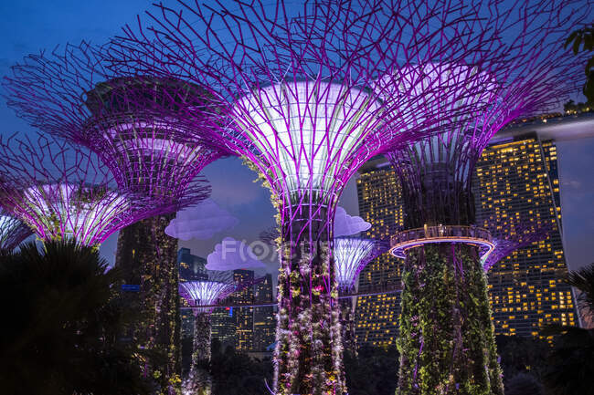 A group of solar-powered supertrees at dusk in the Gardens By The Bay nature park, Singapore. — Stock Photo