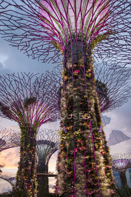 Mirando a un grupo de superárboles alimentados por energía solar al atardecer en los Jardines del Parque Natural de la Bahía, Singapur. - foto de stock