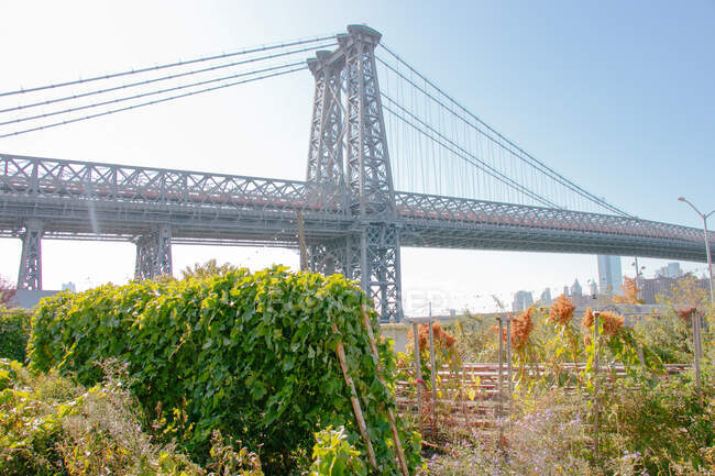 Vista sul Manhattan Bridge da un giardino coltivato a Brooklyn — Foto stock