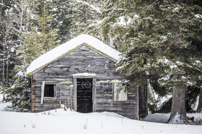 Old trappers cabin in the forest. — Stock Photo