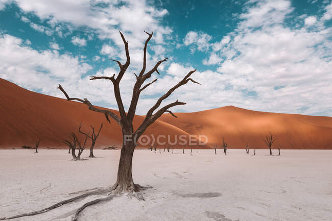Skeleton trees in the Namibian desert in Africa — Stock Photo