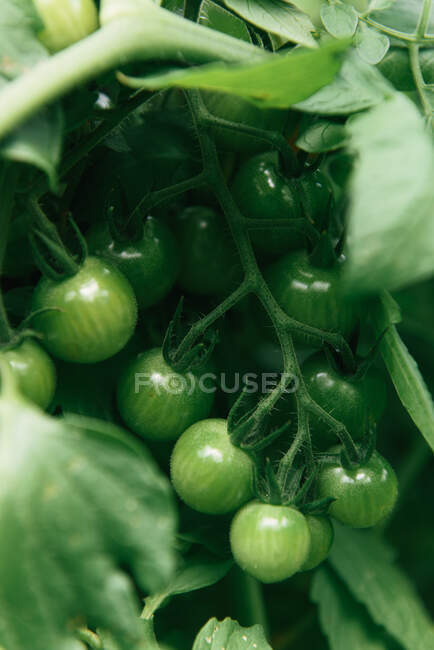 Tomates verdes frescos na vinha em um jardim de fazenda — Fotografia de Stock