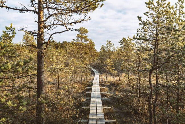 Ponte di legno nella foresta sullo sfondo della natura — Foto stock