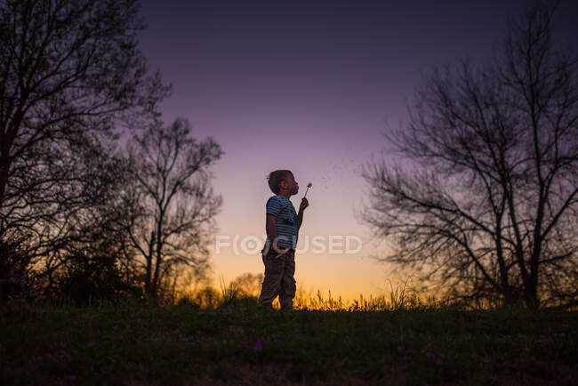 Petit garçon soufflant silohette pissenlit été coucher de soleil violet jaune — Photo de stock