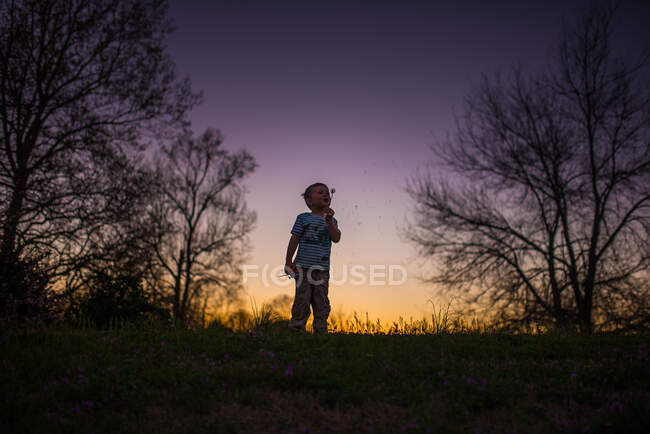 Мальчик, дующий в силуэт одуванчика летний закат фиолетовый желтый — стоковое фото