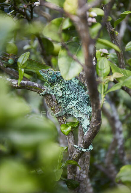 Chamäleon auf Baum im Wald vor Naturkulisse — Stockfoto