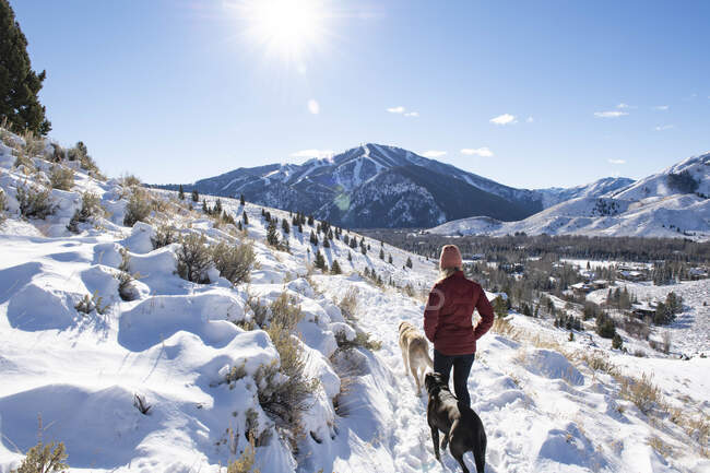 Eine Frau geht an einem klaren Wintermorgen mit ihren Hunden spazieren. — Stockfoto