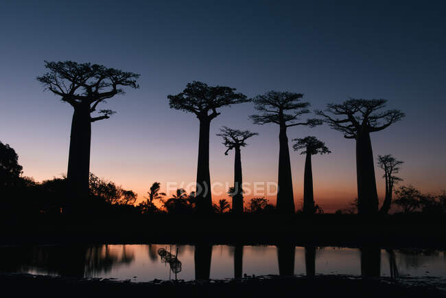 Silhouette di Baobab alberi in Africa su sfondo naturale — Foto stock